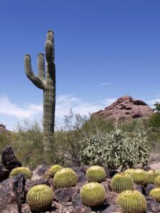 Phoenix AZ DISCOUNT REALTOR landscape