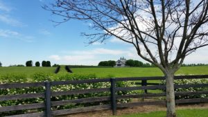 Lexington KY DISCOUNT REALTOR house farm
