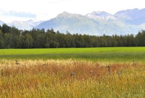 Wasilla AK DISCOUNT REALTOR Palmer landscape