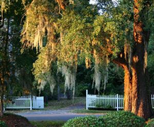 Columbia SC DISCOUNT REALTOR oak tree moss fence