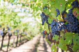 Napa CA DISCOUNT REALTOR vineyard