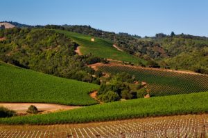 Sonoma CA DISCOUNT REALTOR vineyard