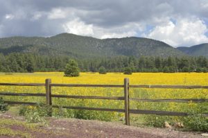 Flagstaff AZ DISCOUNT REALTOR landscape