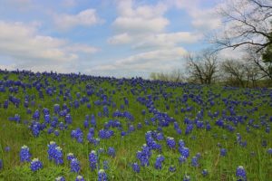 Huntsville TX DISCOUNT REALTOR landscape