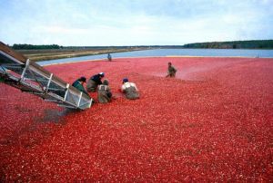 Spring Lake NJ DISCOUNT REALTOR cranberry bog