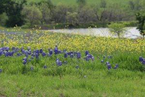 Spring TX DISCOUNT REALTOR landscape