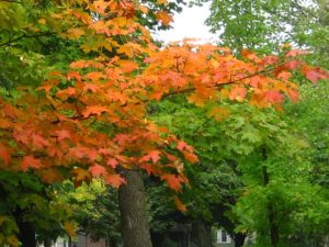 St Cloud MN DISCOUNT REALTOR trees