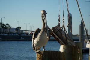 Corpus Christi TX DISCOUNT REALTOR landscape pelican
