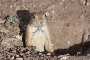 Lubbock TX DISCOUNT REALTOR prairie dog