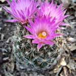 Sierra Vista AZ DISCOUNT REALTOR Bisbee cactus flower