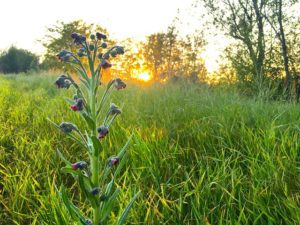 Walla Walla WA DISCOUNT REALTOR landscape