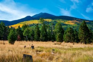 Snowflake AZ DISCOUNT REALTOR mountains landscape