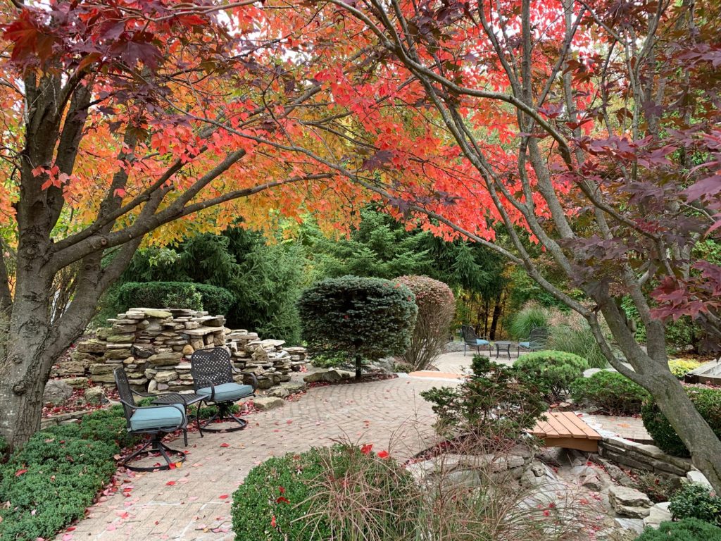 Fall Foliage in Water Garden